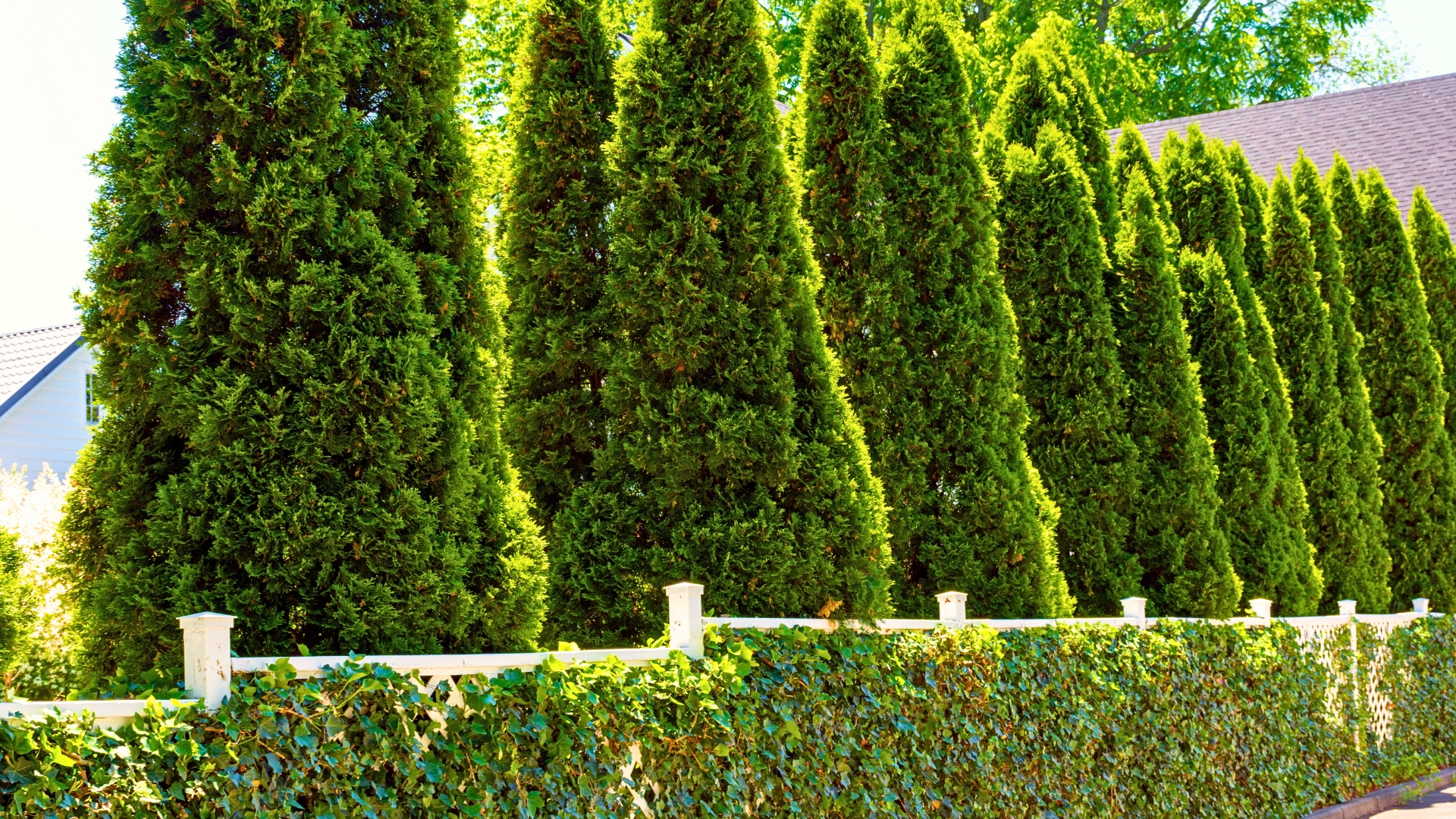 shrubs in the garden