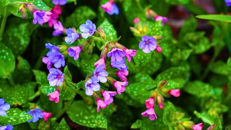 Lungwort