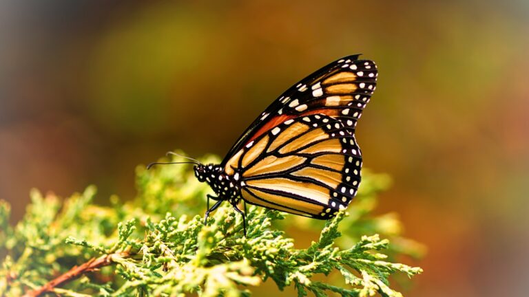 A butterfly resting on the shrub