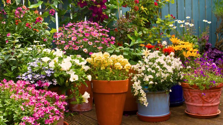 plants in the pots