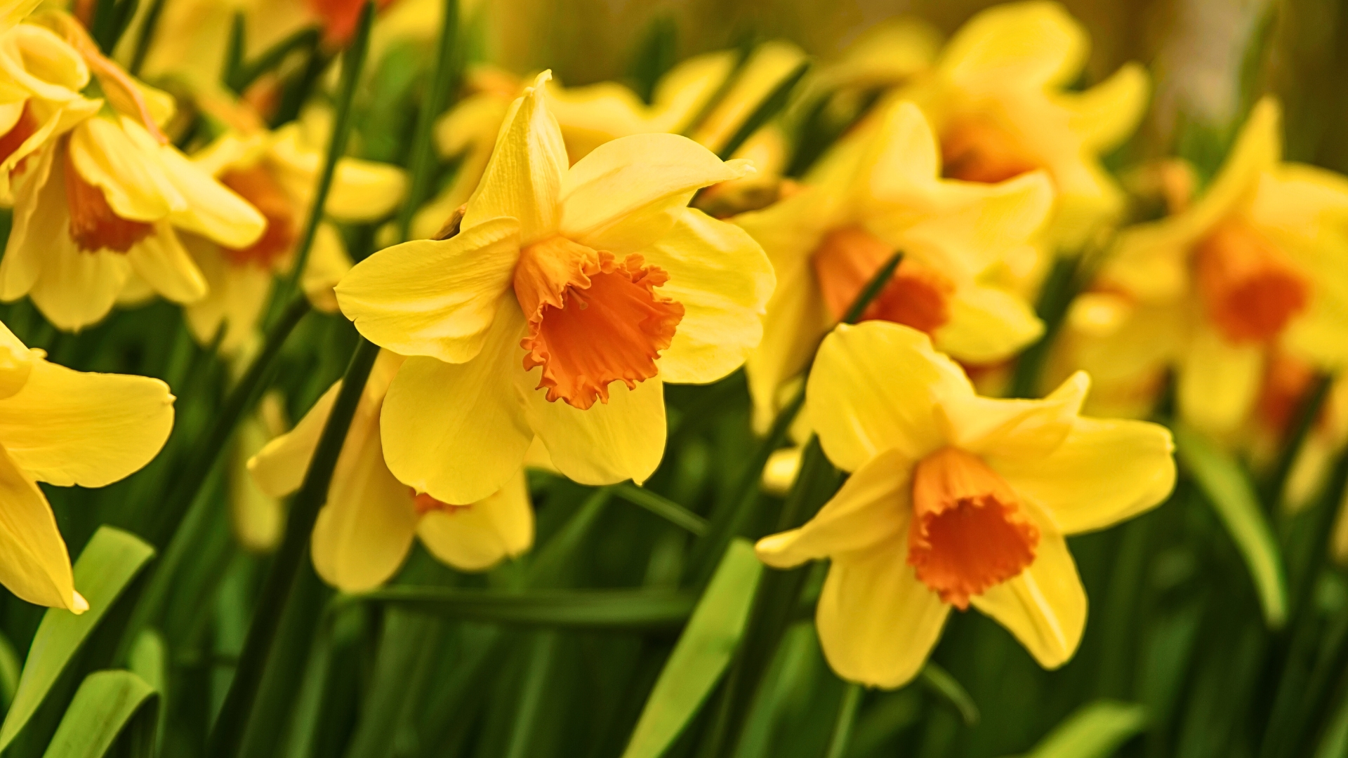 Daffodil flowers in Keukenhof gardens in The Netherlands