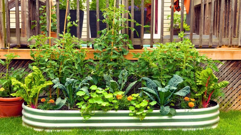 raised beds in the garden