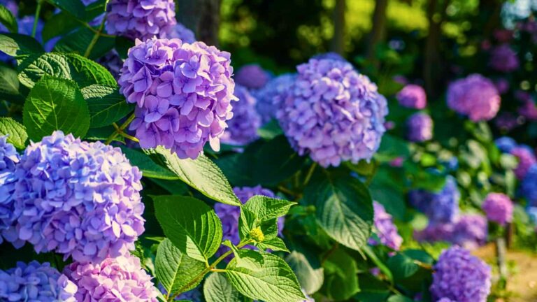 hydrangeas in the garden.