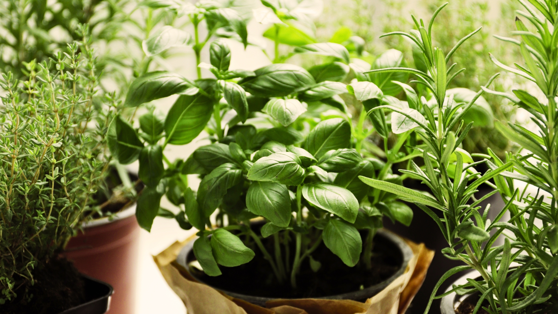 basil thriving with other herbs.