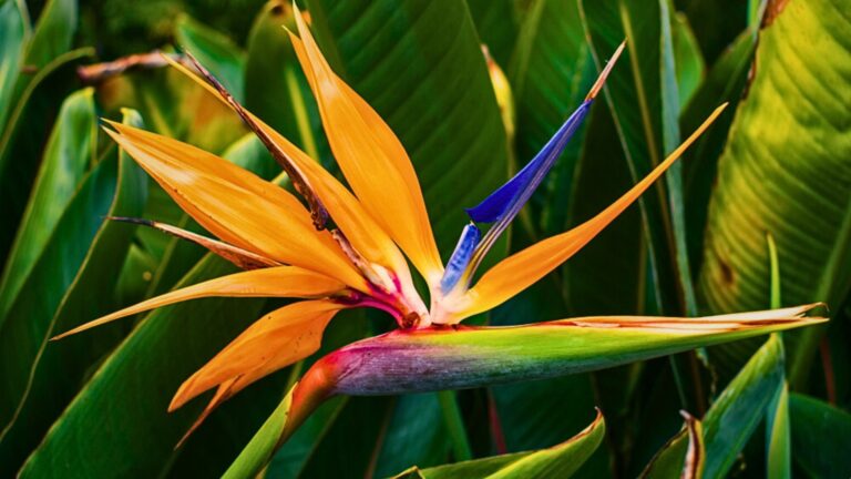 Bird of Paradise