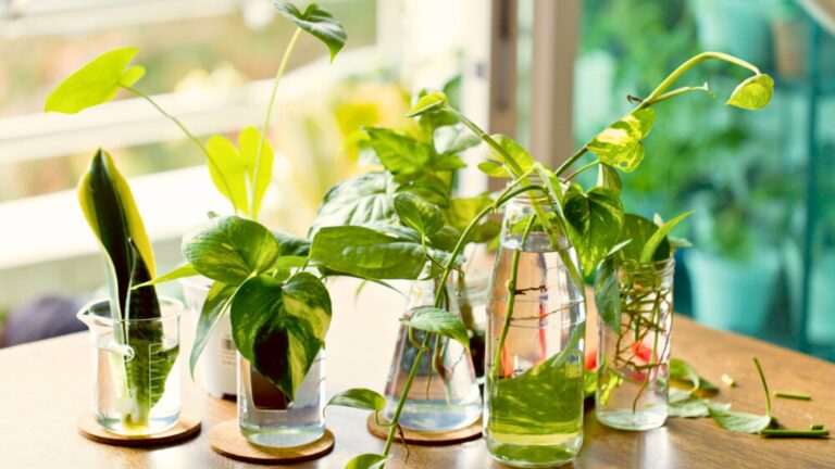 propagation plants in jar