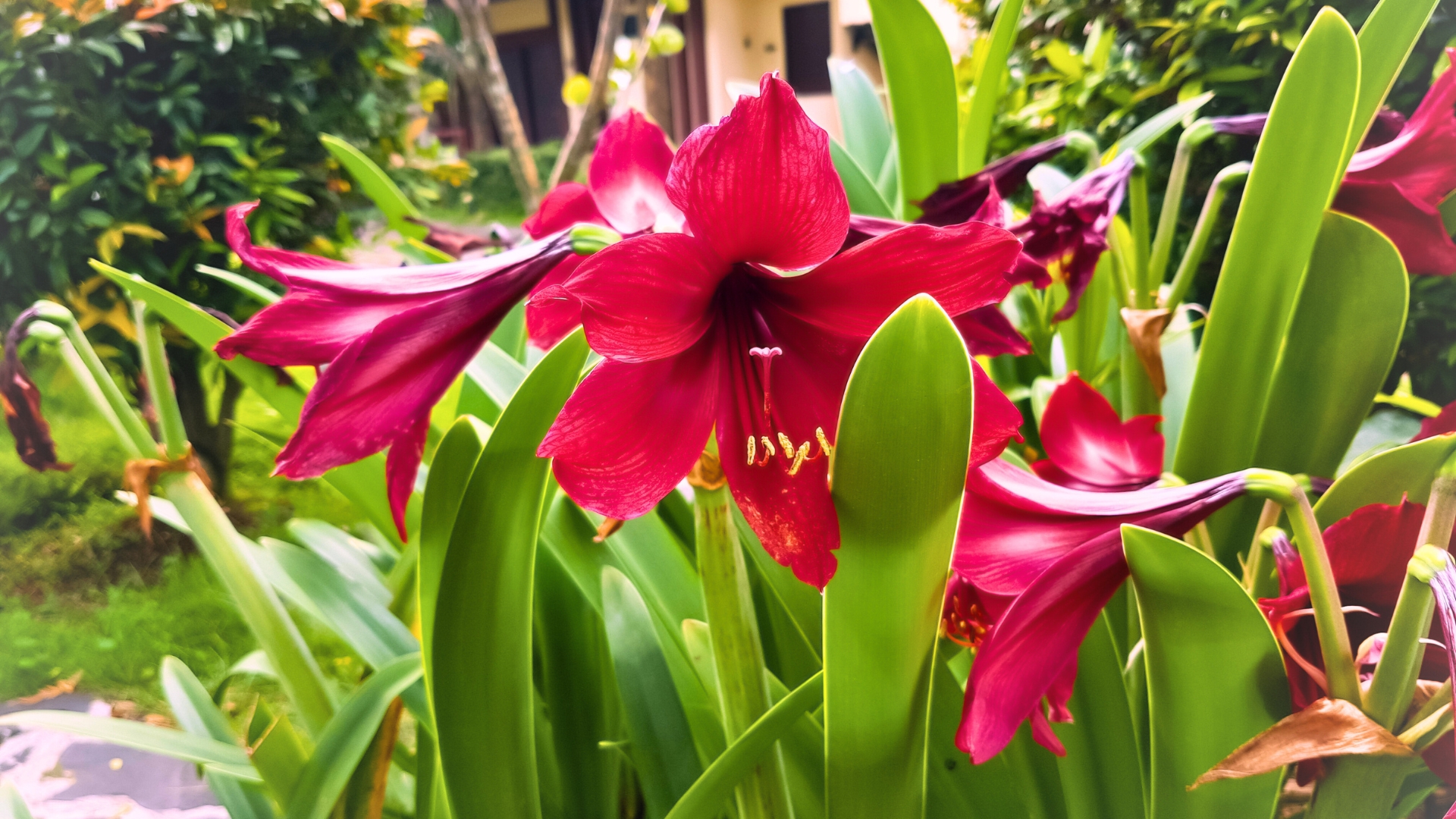 daylily in the garden.