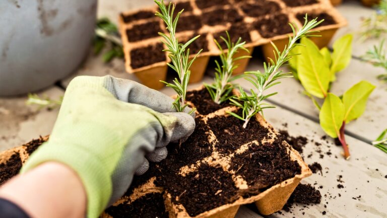 Propagating small rosemary cuttings plants in biodegradable peat moss pots tray. Zero waste, recycling and plastic free gardening concept. Eco sustainable lifestyle