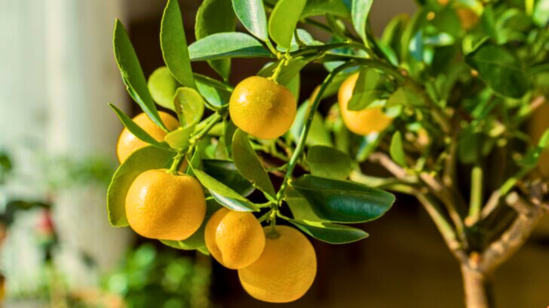 dwarf lemon tree