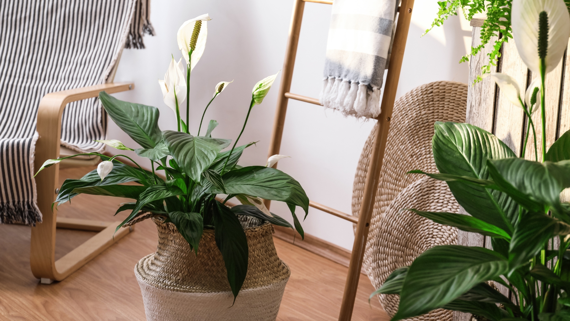 peace lily