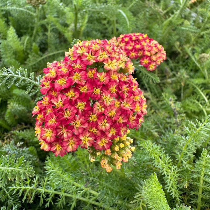 Achillea