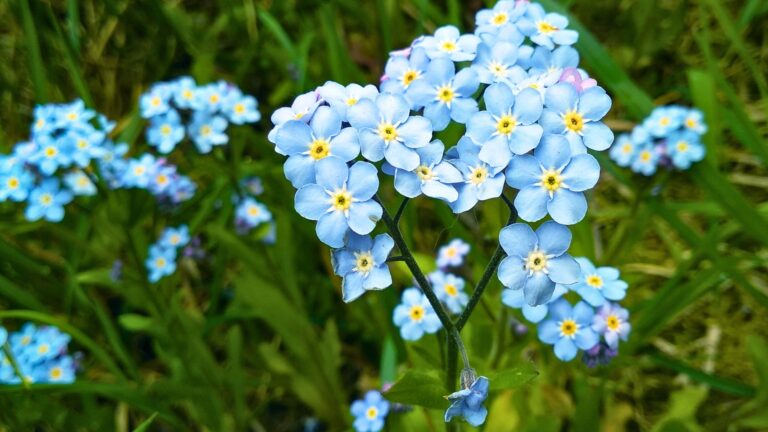 forget me not plant