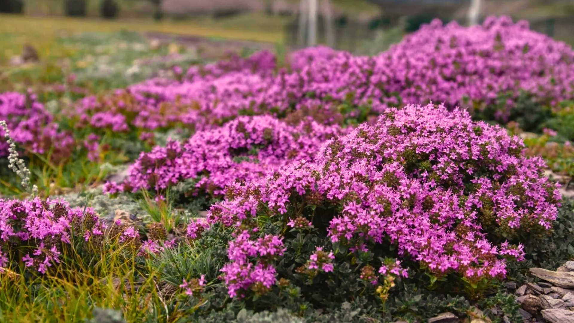 Creeping Thyme