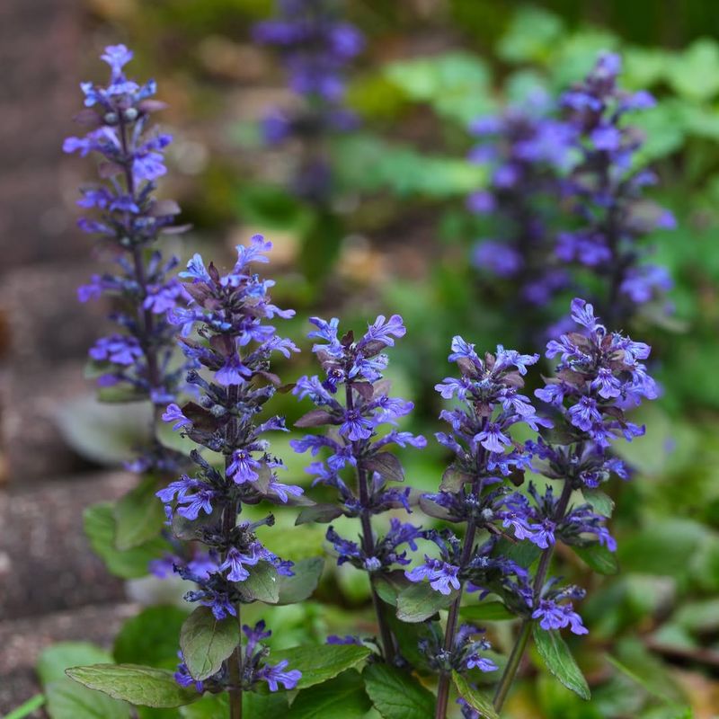 Ajuga