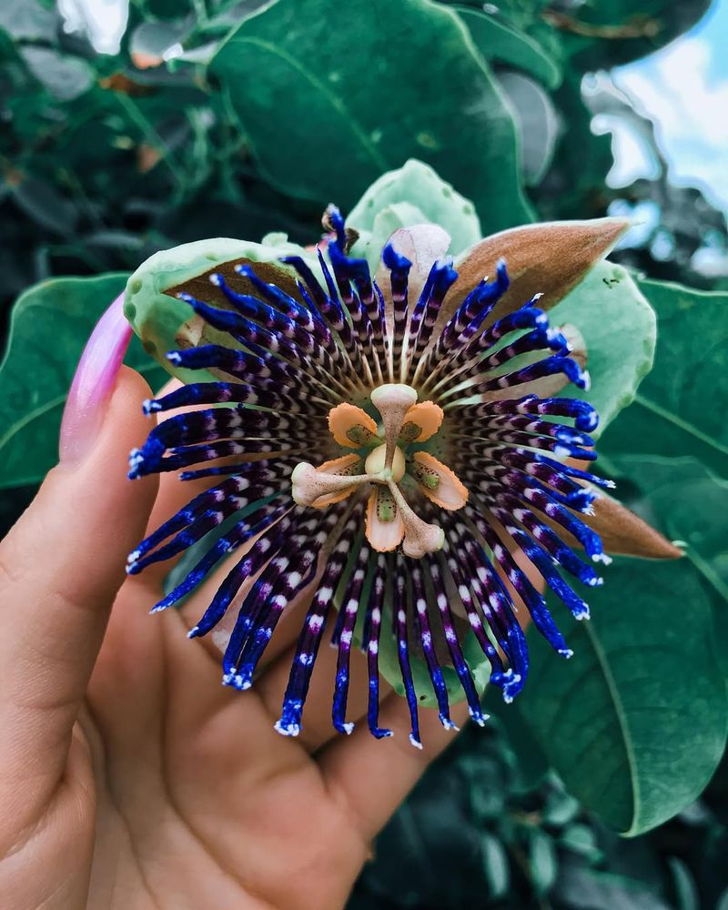 Alien Flower