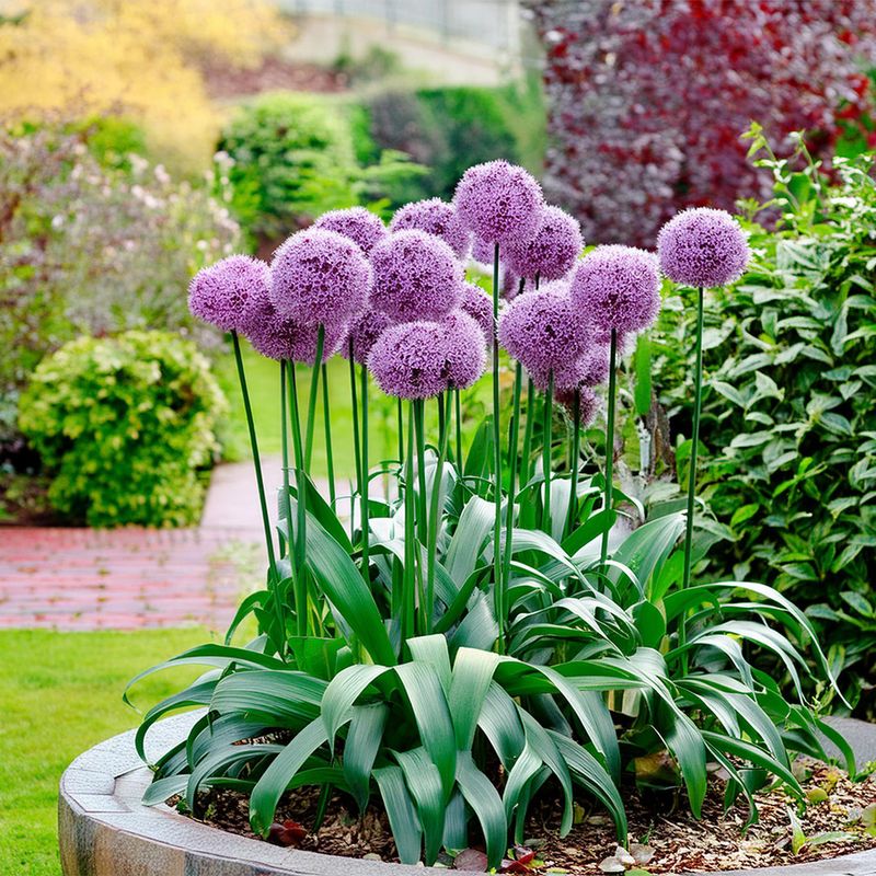 Allium