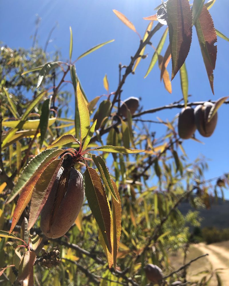 Almond Tree