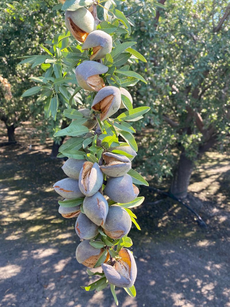 Almond Tree