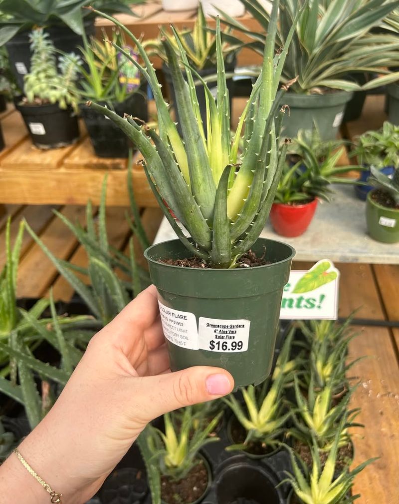 Aloe Vera