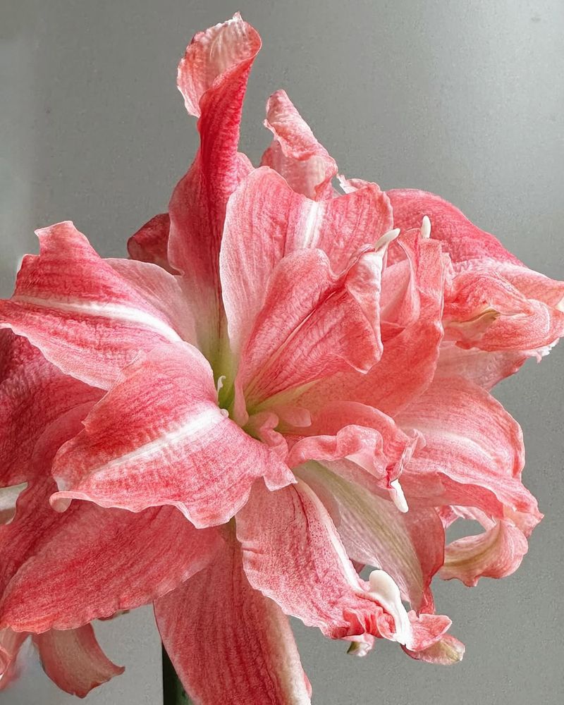 Amaryllis