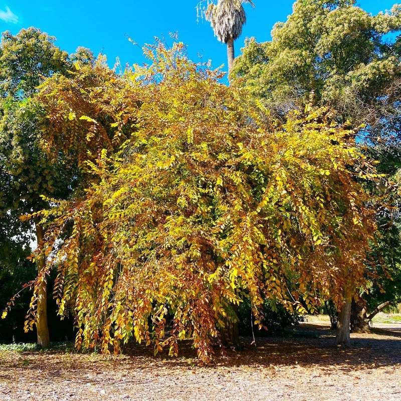 American Elm