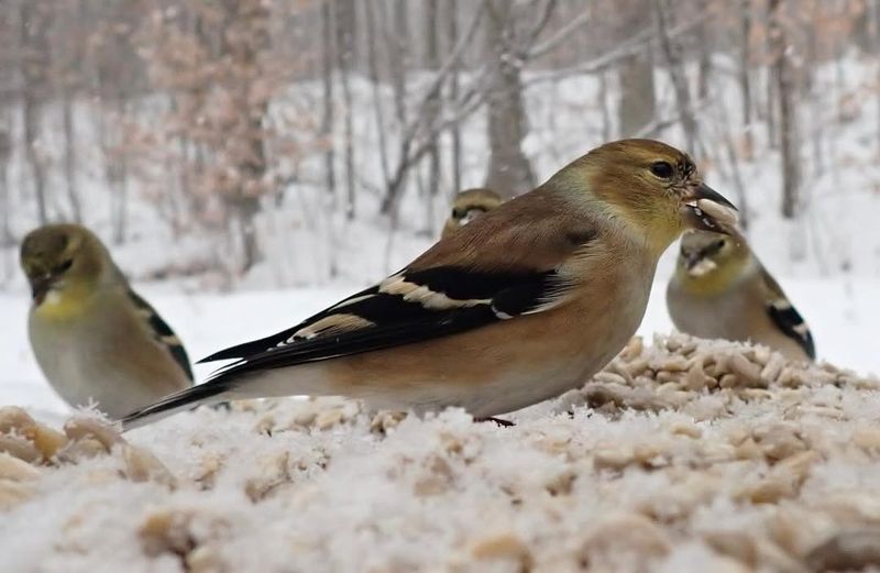 American Goldfinch