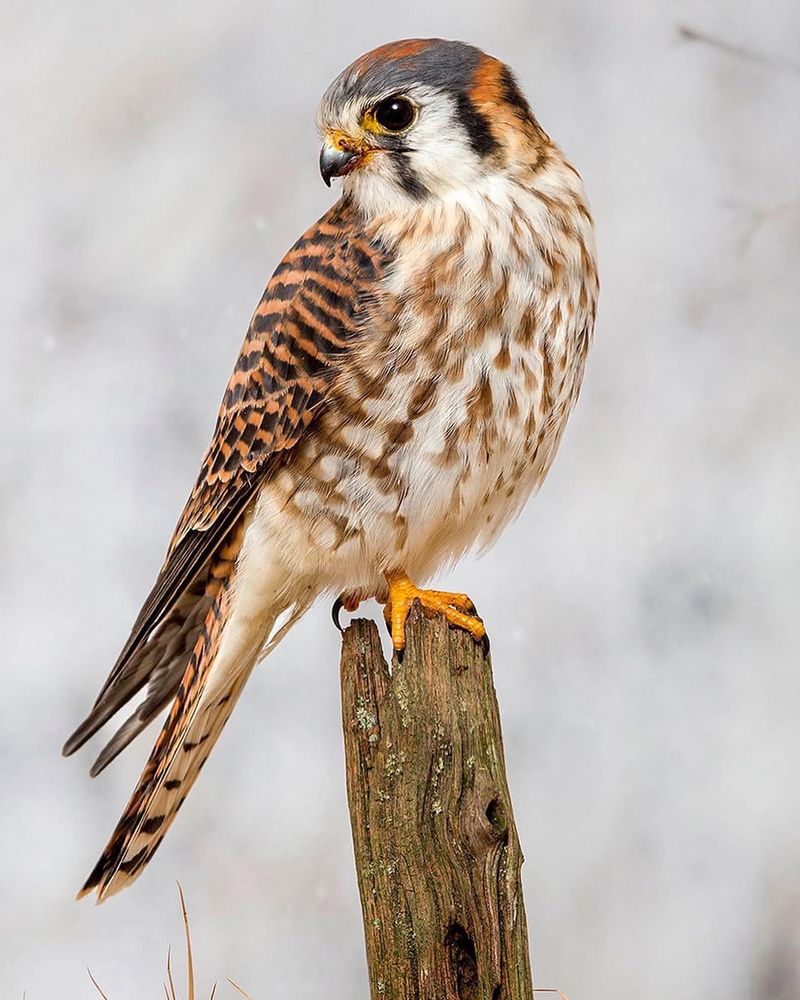 American Kestrel