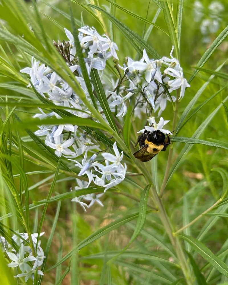 Amsonia