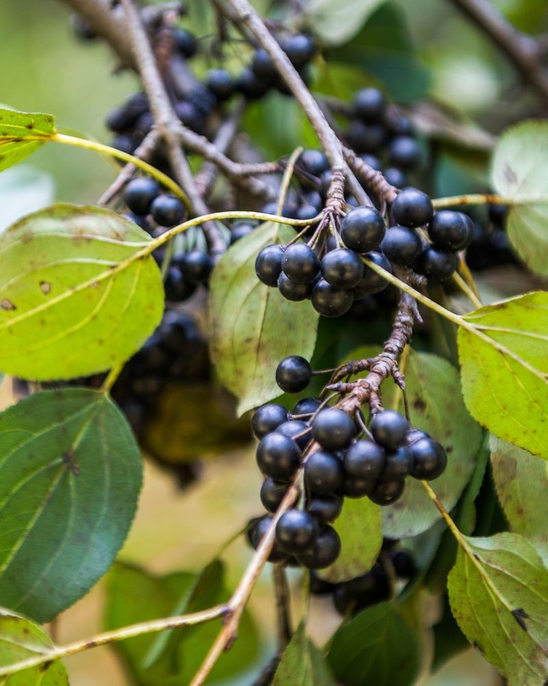 Common Buckthorn