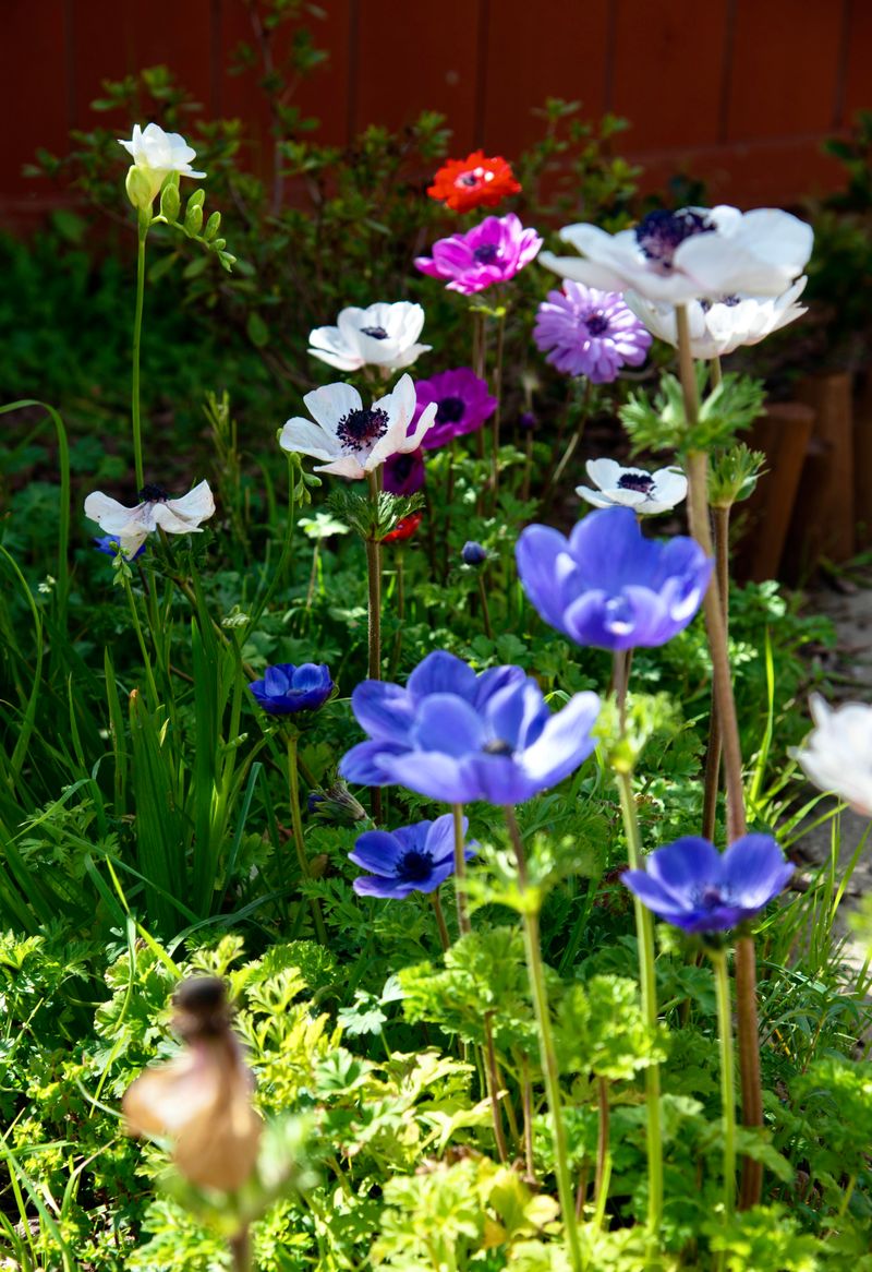 Anemones