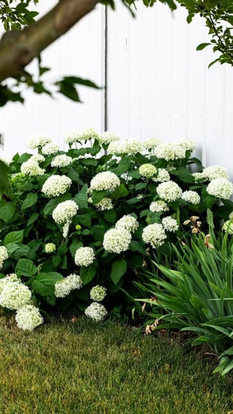 Annabelle Hydrangea