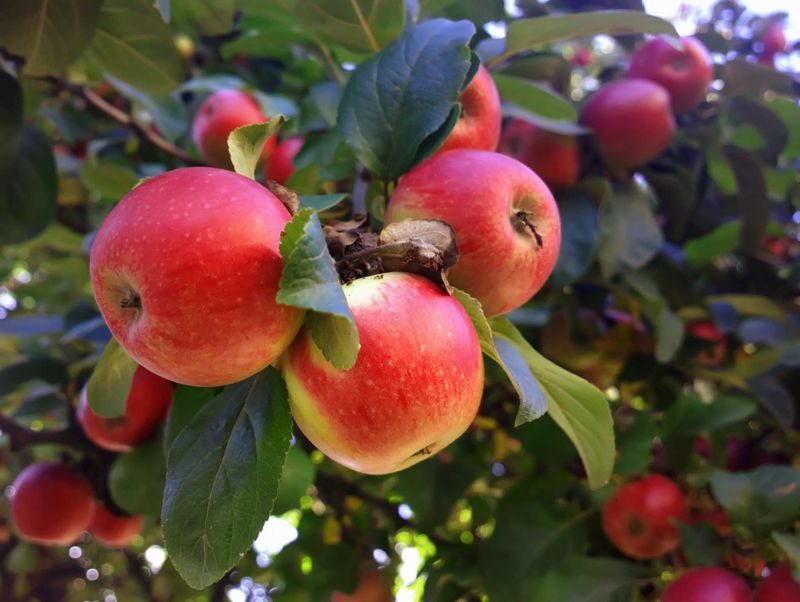 Apple Tree