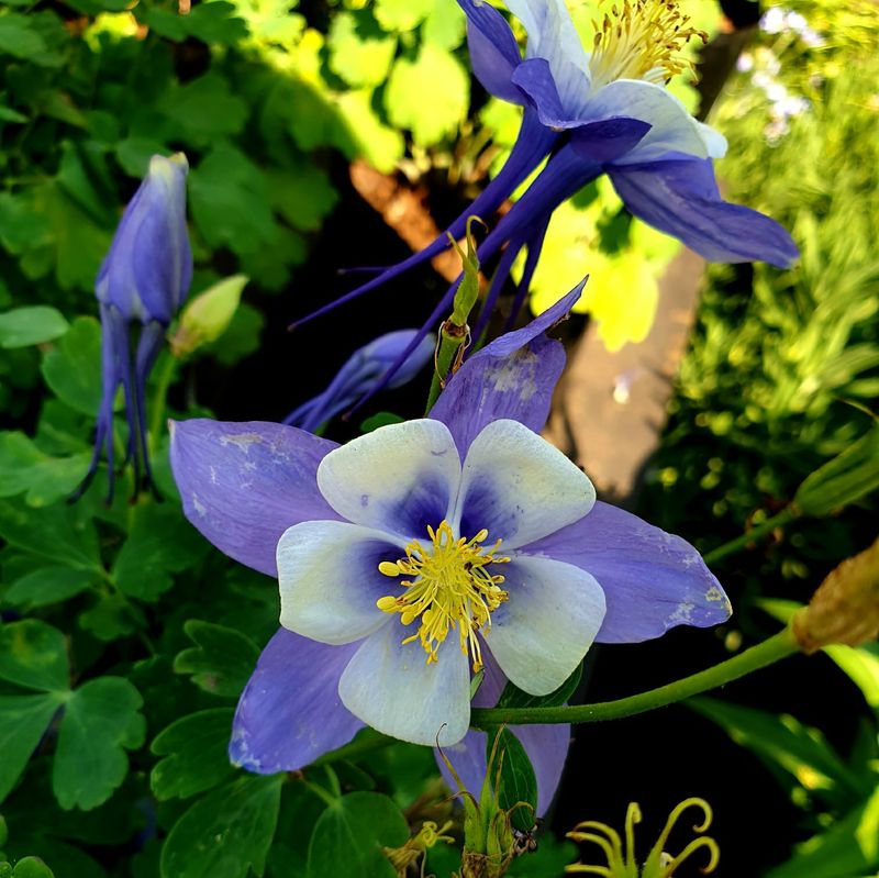 Aquilegia