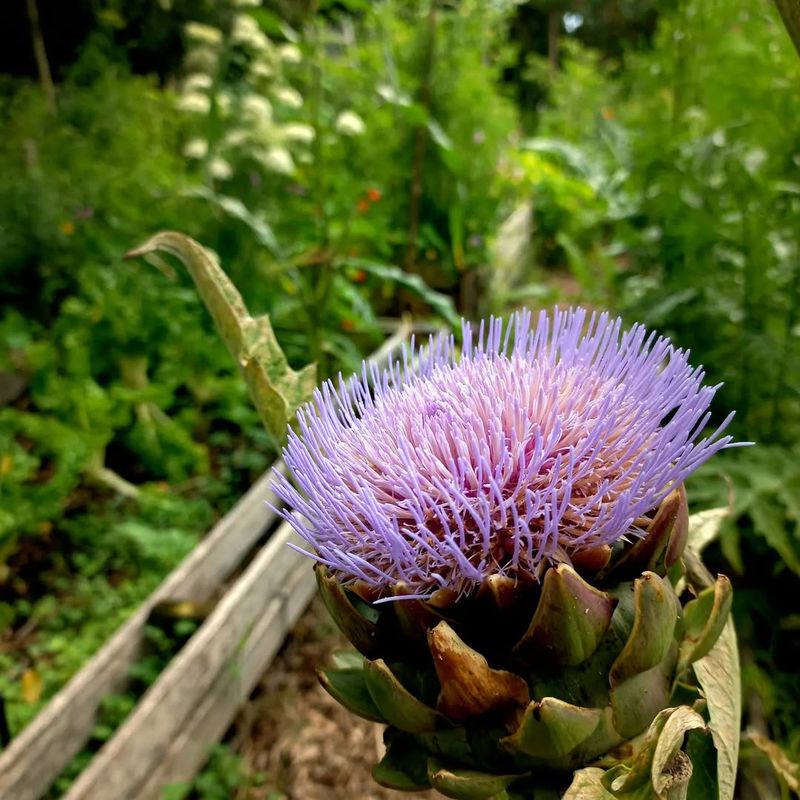 Artichoke