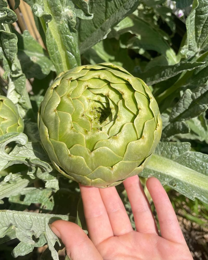 Artichokes (Don’t Thrive)