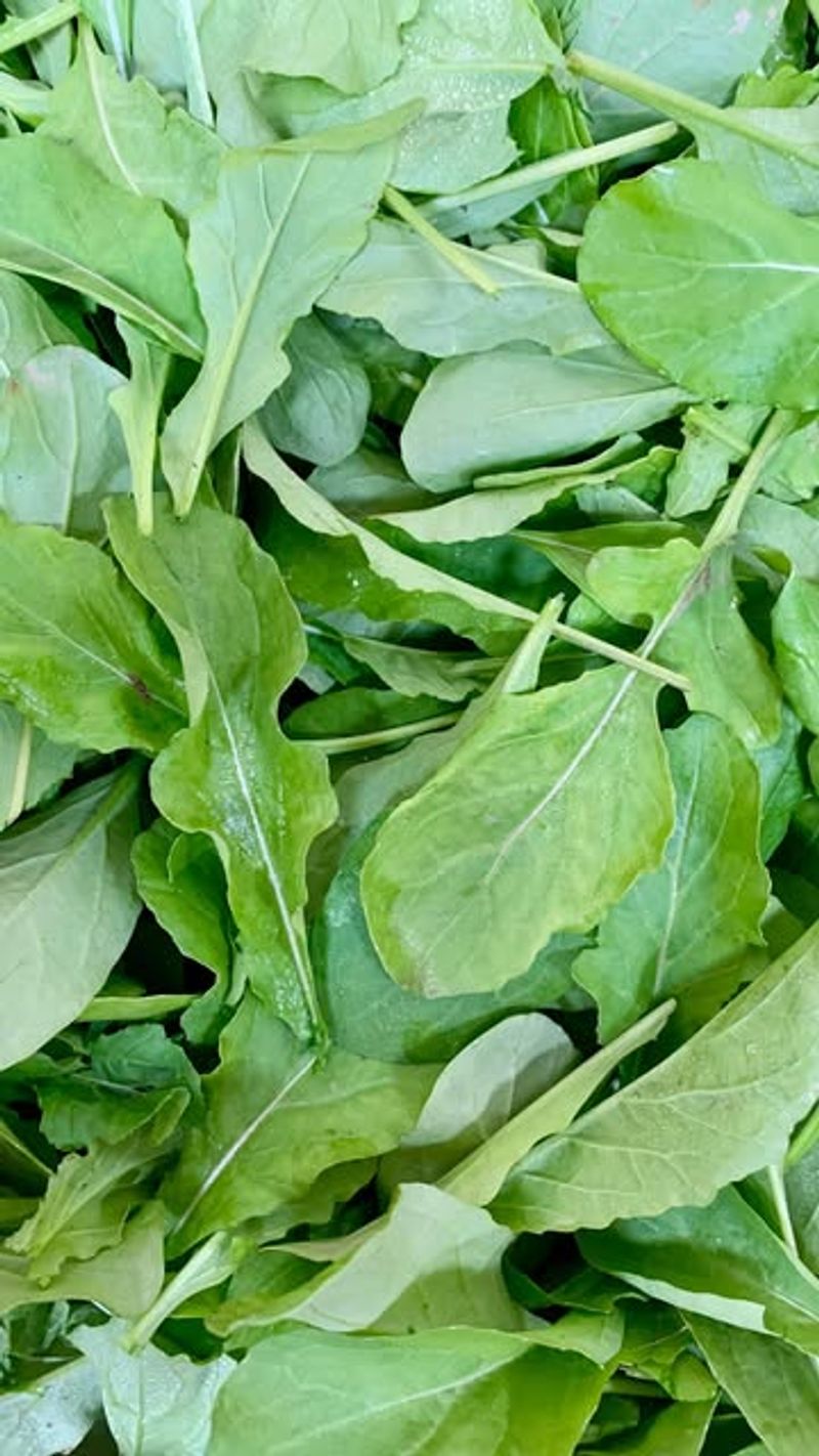 Arugula