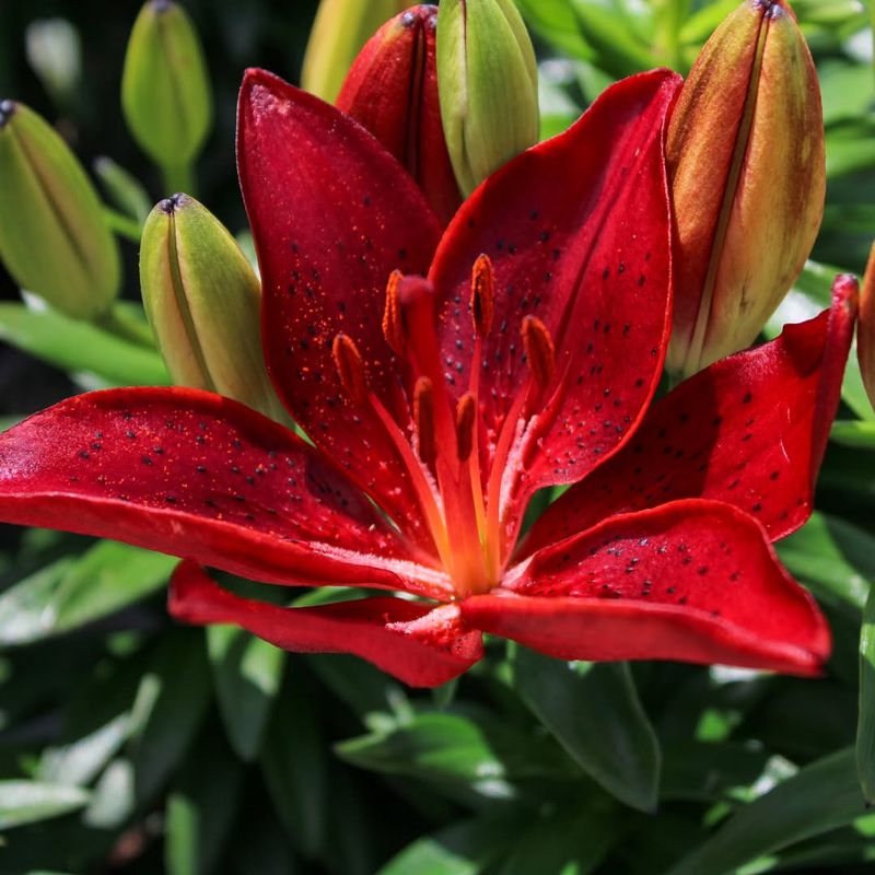 Asiatic Lily