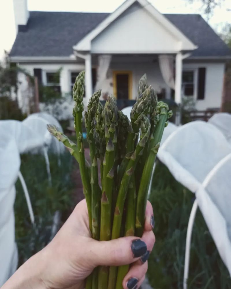 Asparagus