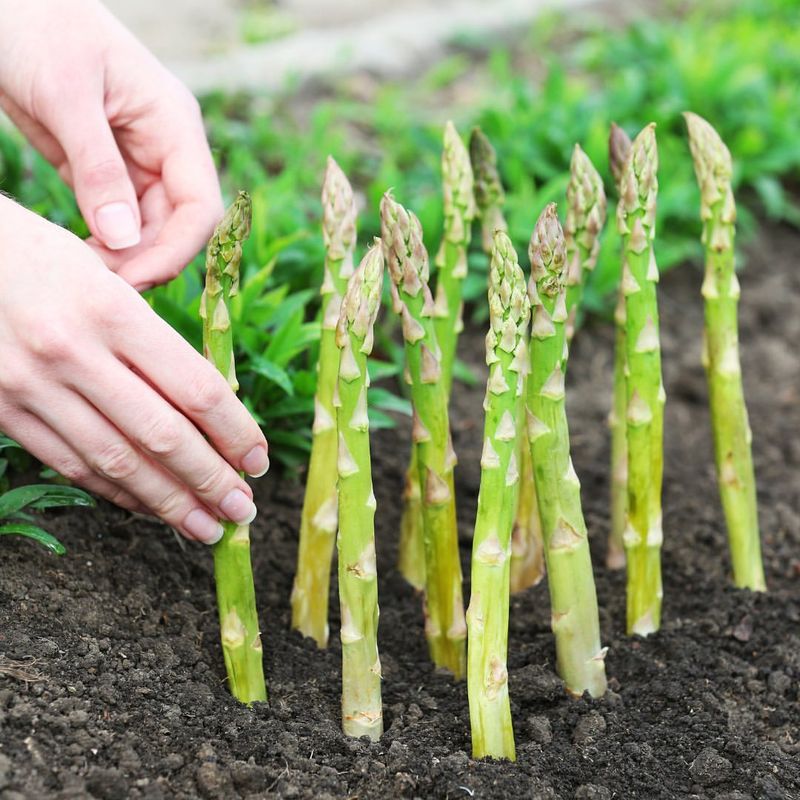 Asparagus