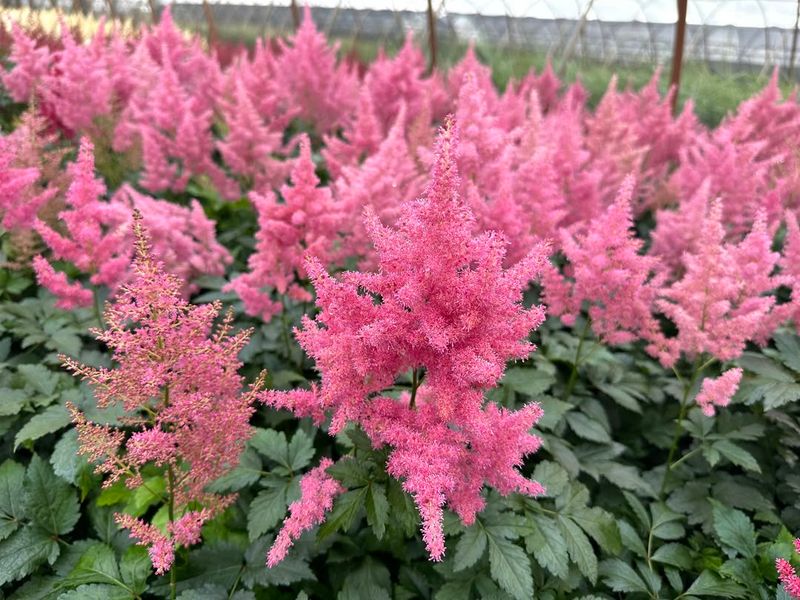 Astilbe