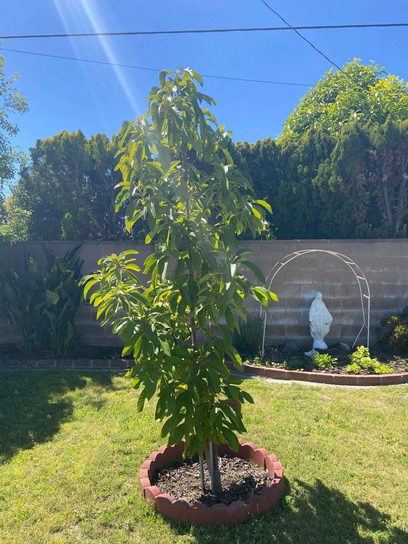 Avocado Tree