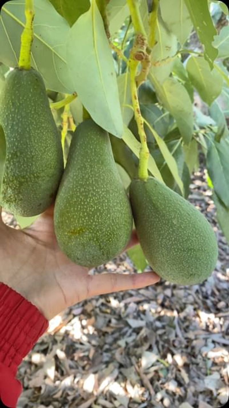 Avocado