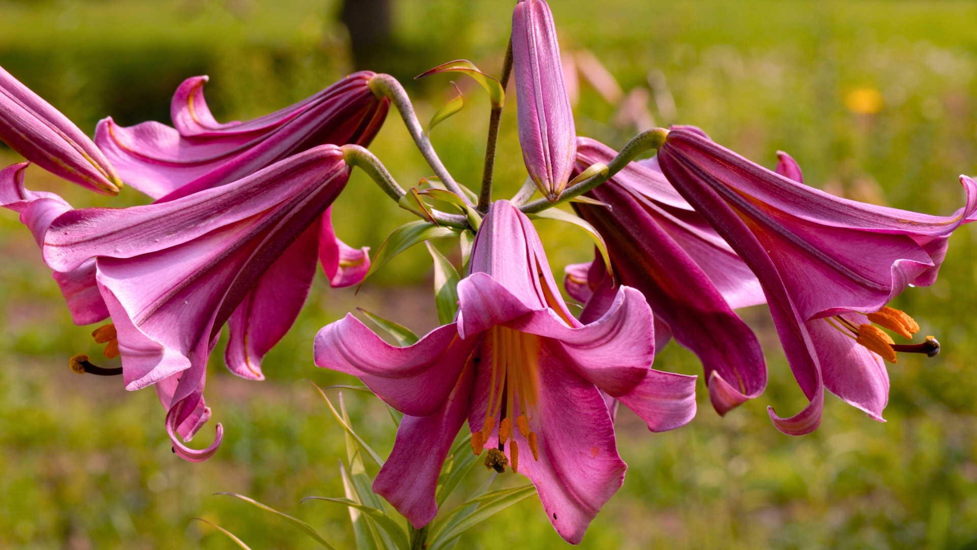 pink lilies