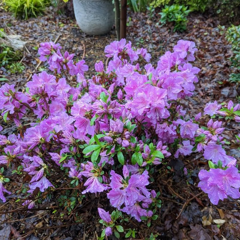 Azalea