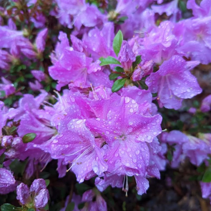 Azalea