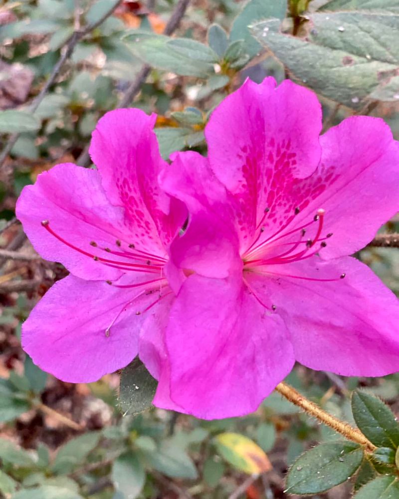 Azalea