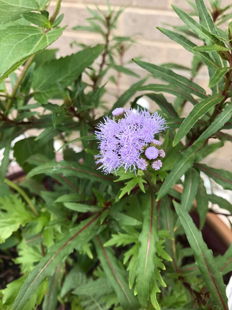 Ageratum