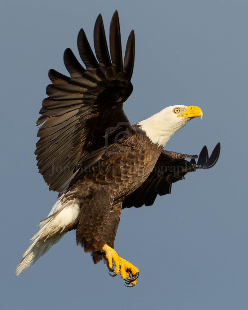 Bald Eagle