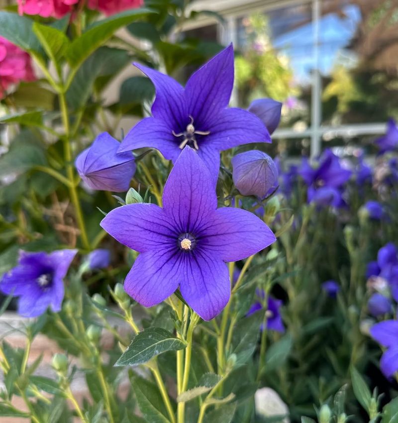 Balloon Flower