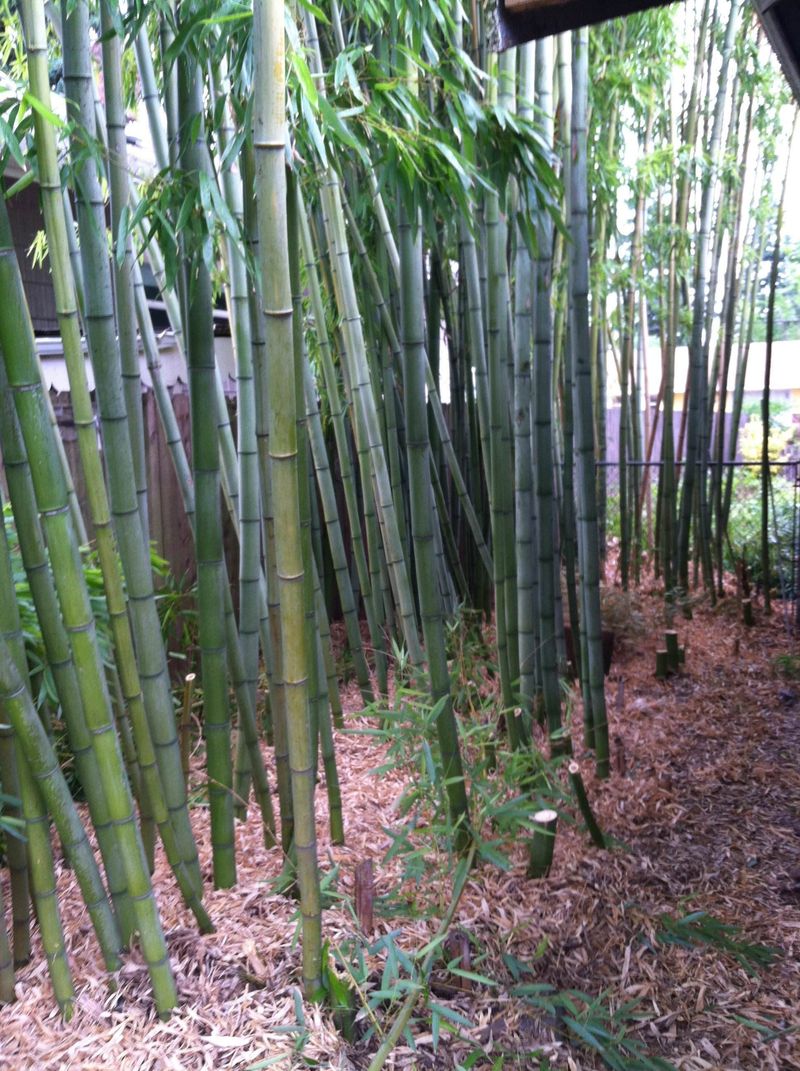 Bamboo